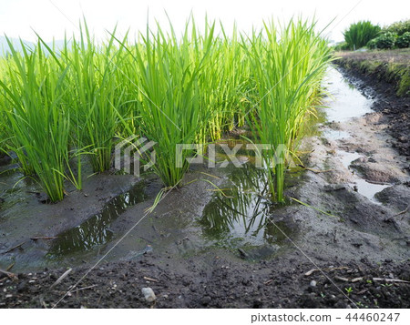 rice, rice seedlings, germinating seed,akita rice rice, rice seedlings, germinating seed,akita rice 44460247