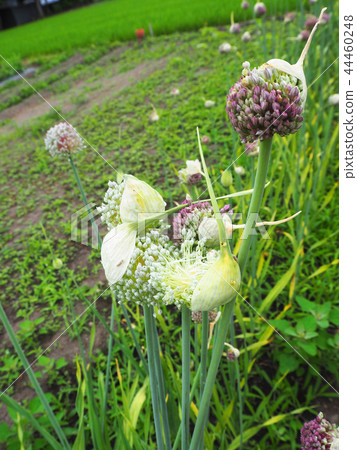 garlic flower garlic flower 44460248
