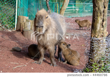 Izu Animal Kingdom | Capybara Izu Animal Kingdom | Capybara 44460786