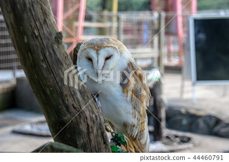 Izu Animal Kingdom | 44460791