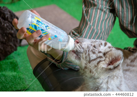 伊豆動物王國|白虎 伊豆動物王國|白虎 44460812