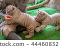 伊豆動物王國|白虎 44460832