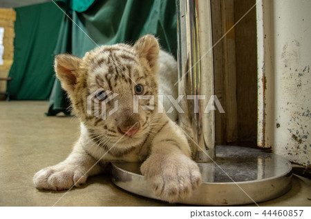 Izu Animal Kingdom | White Tiger Izu Animal Kingdom | White Tiger 44460857