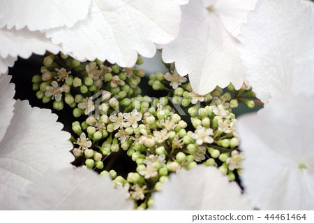 Flower inside flower Flower inside flower 44461464