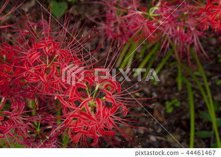 A cluster amaryllis of a drawstring 44461467