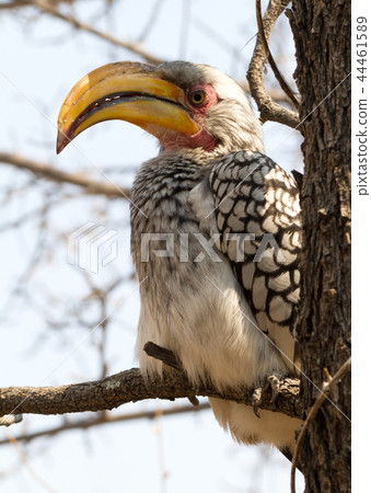 Southern yellow-billed hornbill 44461589