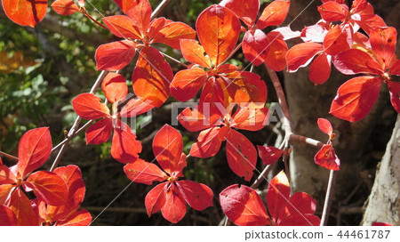 可愛的秋葉 44461787