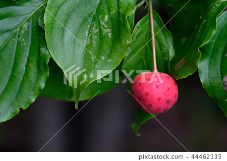 Red-colored pokeweed fruit Red-colored pokeweed fruit 44462135