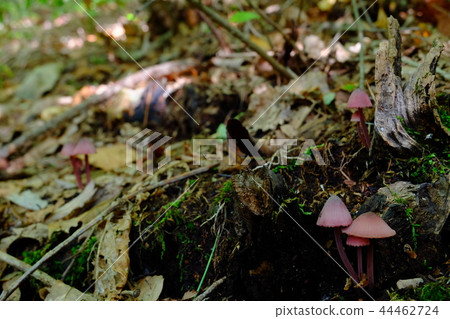 Chishiotake Chishiotake 44462724