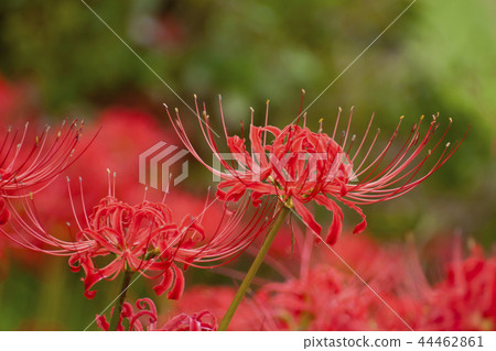 A cluster amaryllis of a drawstring A cluster amaryllis of a drawstring 44462861