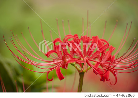 A cluster amaryllis of a drawstring A cluster amaryllis of a drawstring 44462866