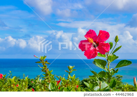 Okinawa Ishigakijima Tamadorizaki Observatory Hibiscus 44462968