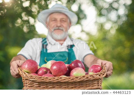 Basket with red apples in basket, farmer holdng it on background. Basket with red apples in basket, farmer holdng it on background. 44463123