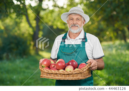 Man with showing harvest, holding basket full of red delicious apples. Man with showing harvest, holding basket full of red delicious apples. 44463126