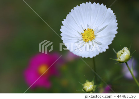 Cosmos Cosmos 44463150