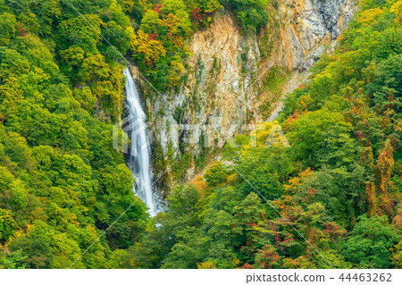 Shiman Kogen (Nagano Prefecture) waterfall of autumn leaves (Kanman) Shiman Kogen (Nagano Prefecture) waterfall of autumn leaves (Kanman) 44463262