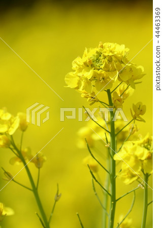 Rape blossoms 44463369