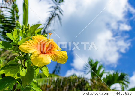 Okinawa Ishigakijima Yonehara beach hibiscus southern country image 44463656