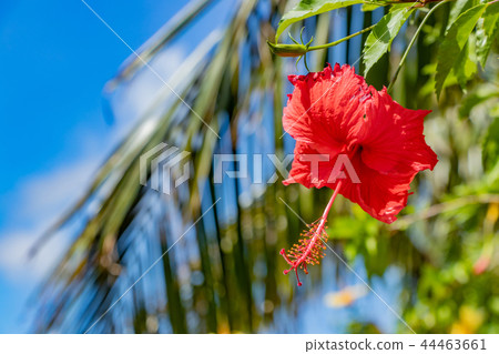 Okinawa Ishigakijima Yonehara beach hibiscus southern country image 44463661