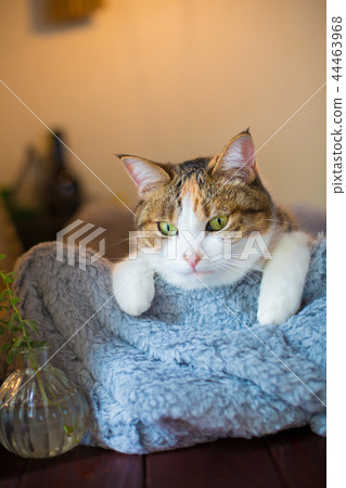Seriously looking three-eyed cat 44463968