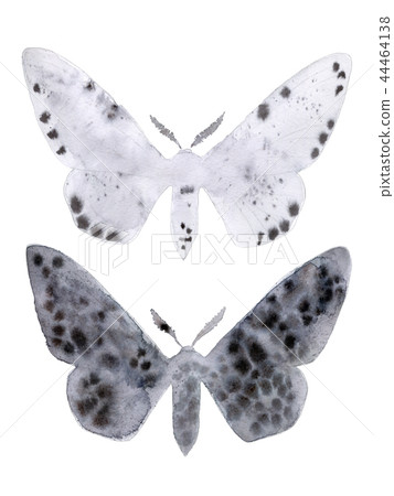 Peppered moth melanic and light form on white. Peppered moth melanic and light form on white. 44464138