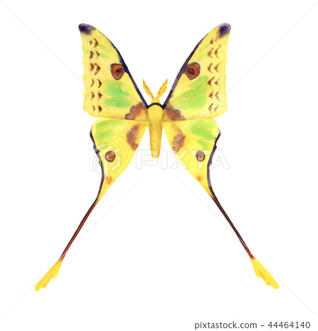 Comet moth watercolor illustration on white. Male Comet moth watercolor illustration on white. Male 44464140