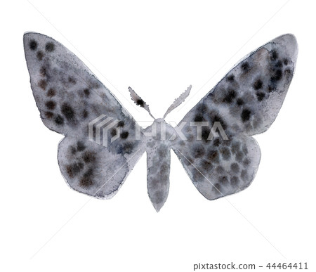 Peppered moth melanic form illustration on white. Peppered moth melanic form illustration on white. 44464411