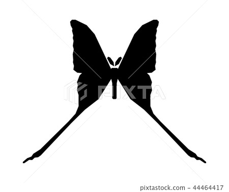 Comet moth vector icon isolated on white. Male Comet moth vector icon isolated on white. Male 44464417