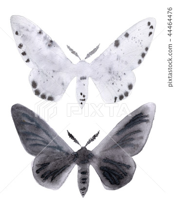 Peppered moth melanic and light form on white. Peppered moth melanic and light form on white. 44464476