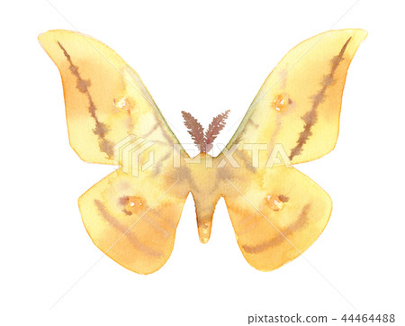 Japanese Silk moth, Antheraea yamamai, on white 44464488