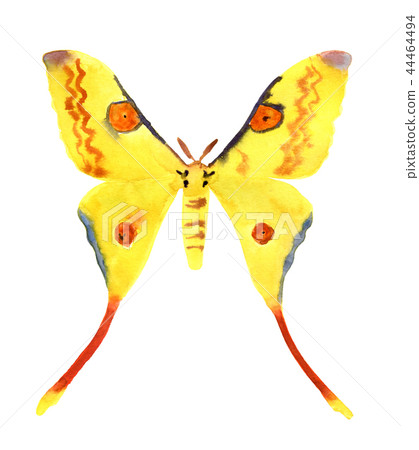 Comet moth illustration isolated on white. Female 44464494