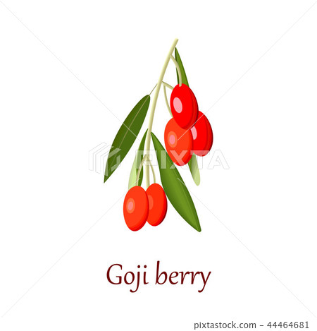 Goji berry or gojiberry or boxthorn or goji berry or wolfberry isolated. vector illustration 44464681