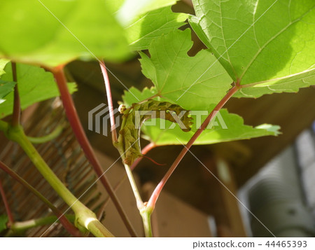 Grape-loving caterpillar Grape-loving caterpillar 44465393