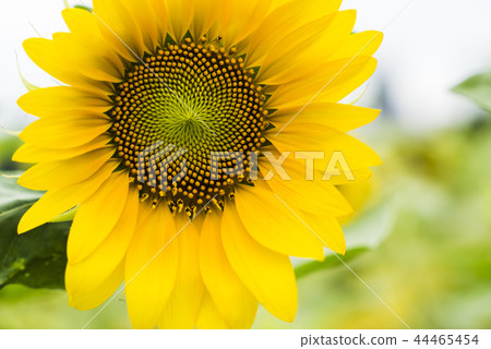 向日葵迎風搖曳 向日葵迎風搖曳 44465454