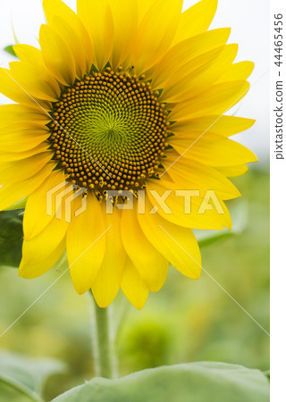向日葵迎風搖曳 向日葵迎風搖曳 44465456
