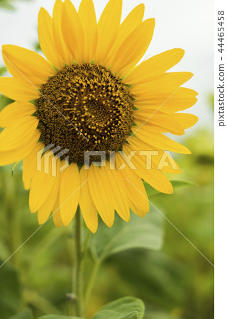 向日葵迎風搖曳 向日葵迎風搖曳 44465458
