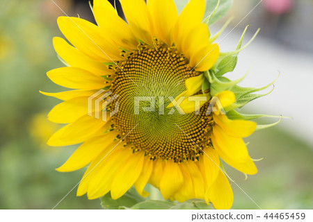 向日葵迎風搖曳 向日葵迎風搖曳 44465459