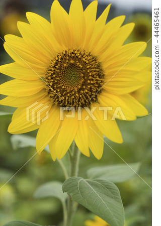 向日葵迎風搖曳 向日葵迎風搖曳 44465461