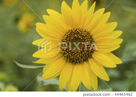 向日葵迎風搖曳 向日葵迎風搖曳 44465462