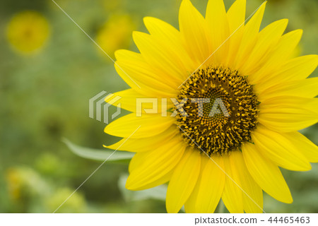 向日葵迎風搖曳 向日葵迎風搖曳 44465463