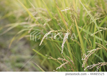 Rice ear of fall (harvest image) 44465525