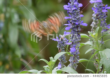 Park Angelonia(鮮花)和Acatateha(蝴蝶) Park Angelonia(鮮花)和Acatateha(蝴蝶) 44465695