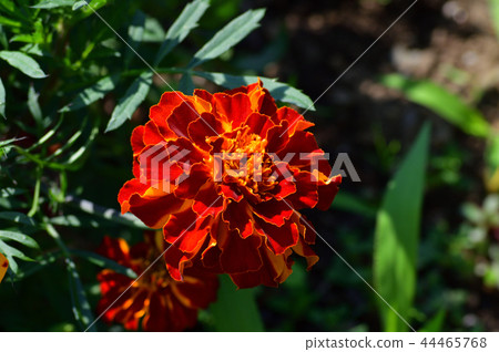 Photograph which photographed dark orange beautiful marigold flower 44465768