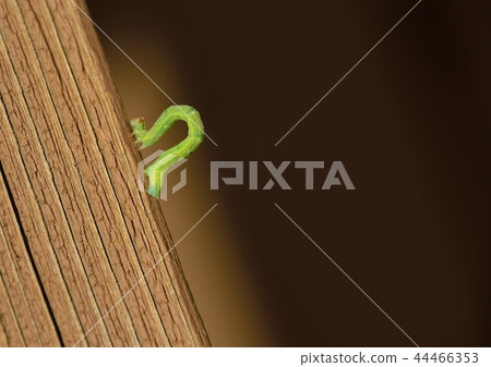 A unique walking beetle (Paris larva) A unique walking beetle (Paris larva) 44466353