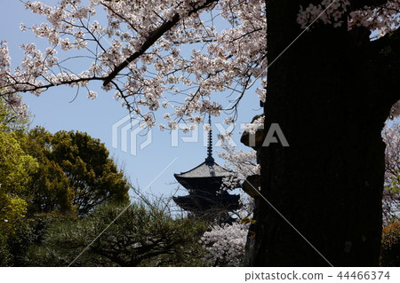 東治 東治 44466374