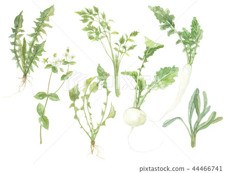 七種春天的草藥 七種春天的草藥 44466741