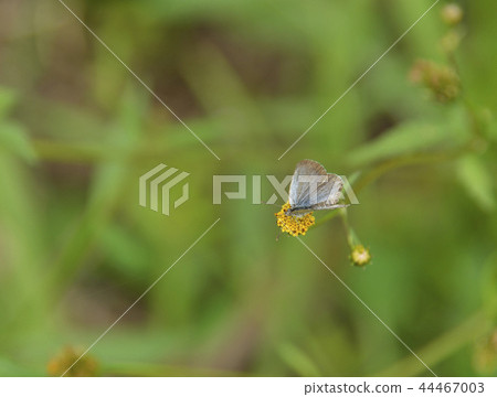 Yamato juice butterfly 44467003