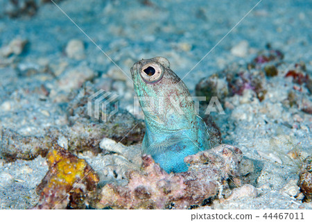 喬魚 喬魚 44467011