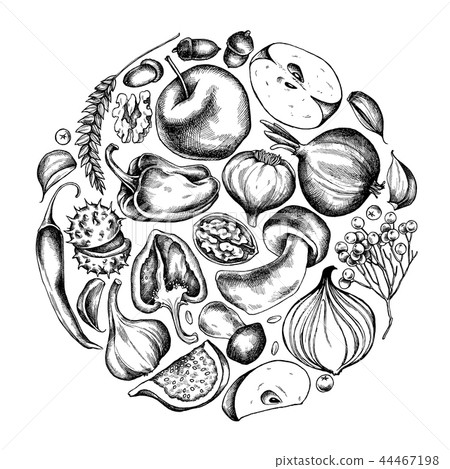 Vector collection of hand drawn autumn vegetables round shape Vector collection of hand drawn autumn vegetables round shape 44467198