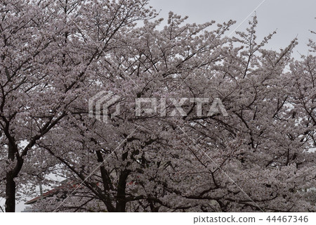 鮮花，櫻花，Somei Yoshino，盛開@ Shiroyamadai，Sakai 44467346